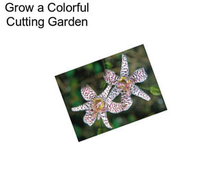 Grow a Colorful Cutting Garden