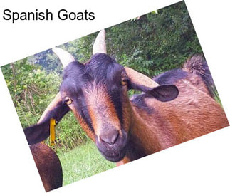 Spanish Goats