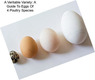 A Veritable Variety: A Guide To Eggs Of 4 Poultry Species