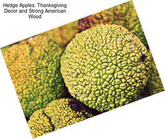 Hedge Apples: Thanksgiving Decor and Strong American Wood