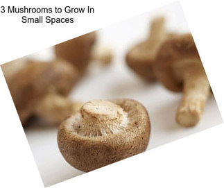 3 Mushrooms to Grow In Small Spaces