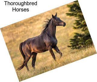 Thoroughbred Horses