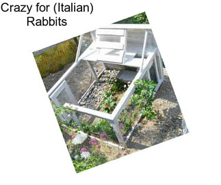 Crazy for (Italian) Rabbits