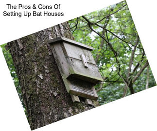 The Pros & Cons Of Setting Up Bat Houses