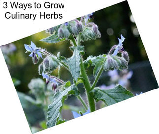 3 Ways to Grow Culinary Herbs