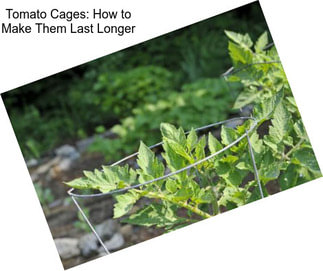Tomato Cages: How to Make Them Last Longer