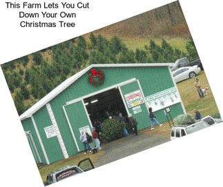 This Farm Lets You Cut Down Your Own Christmas Tree