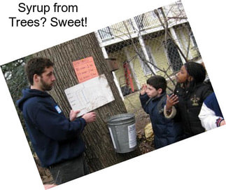 Syrup from Trees? Sweet!