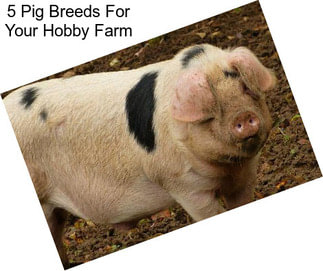 5 Pig Breeds For Your Hobby Farm