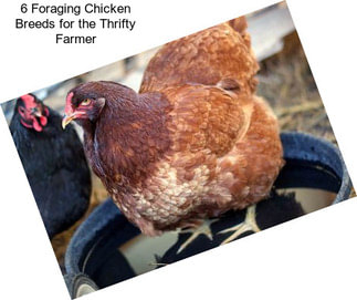 6 Foraging Chicken Breeds for the Thrifty Farmer