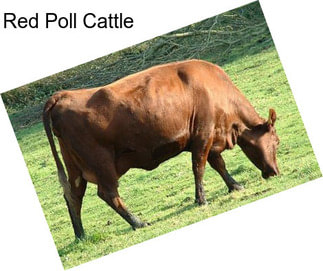 Red Poll Cattle