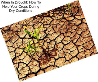 When In Drought: How To Help Your Crops During Dry Conditions
