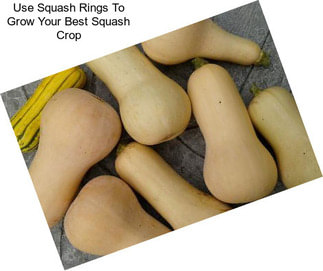 Use Squash Rings To Grow Your Best Squash Crop