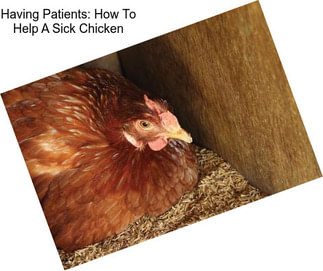 Having Patients: How To Help A Sick Chicken