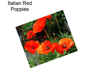 Italian Red Poppies