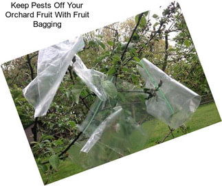 Keep Pests Off Your Orchard Fruit With Fruit Bagging