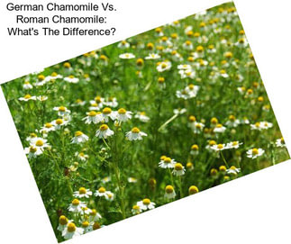 German Chamomile Vs. Roman Chamomile: What\'s The Difference?