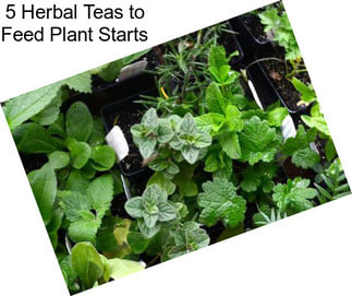 5 Herbal Teas to Feed Plant Starts