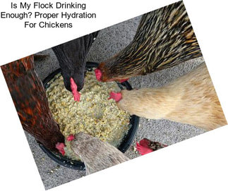 Is My Flock Drinking Enough? Proper Hydration For Chickens