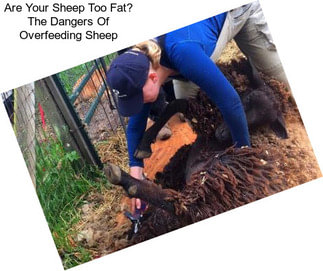 Are Your Sheep Too Fat? The Dangers Of Overfeeding Sheep