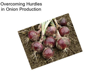 Overcoming Hurdles in Onion Production