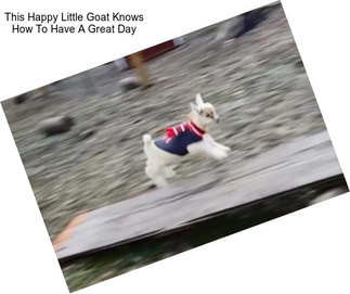 This Happy Little Goat Knows How To Have A Great Day