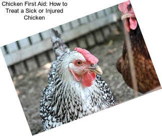 Chicken First Aid: How to Treat a Sick or Injured Chicken