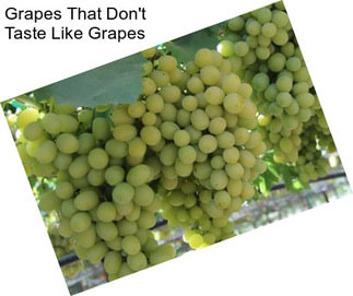 Grapes That Don\'t Taste Like Grapes