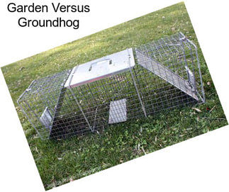 Garden Versus Groundhog