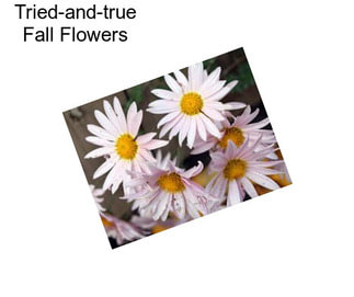 Tried-and-true Fall Flowers
