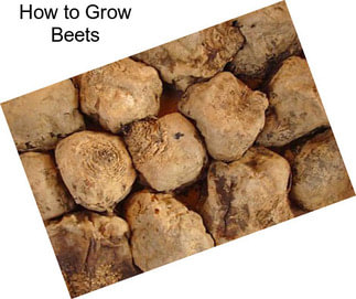 How to Grow Beets