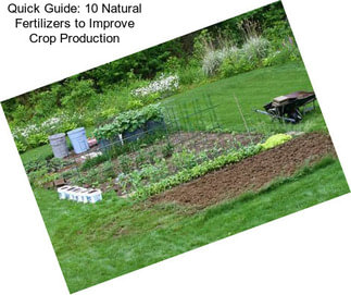 Quick Guide: 10 Natural Fertilizers to Improve Crop Production
