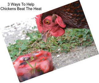3 Ways To Help Chickens Beat The Heat