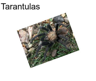 Tarantulas