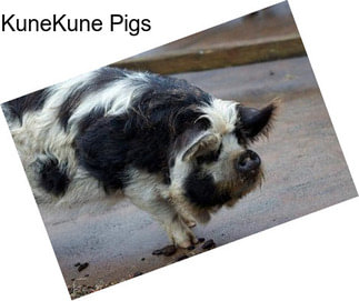 KuneKune Pigs