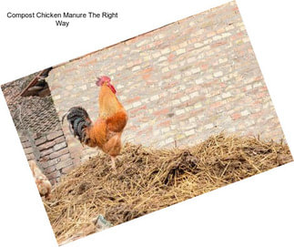 Compost Chicken Manure The Right Way