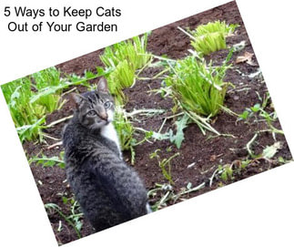 5 Ways to Keep Cats Out of Your Garden