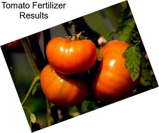 Tomato Fertilizer Results