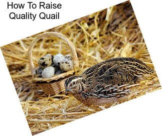 How To Raise Quality Quail