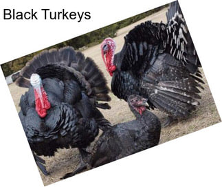 Black Turkeys