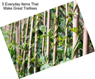 5 Everyday Items That Make Great Trellises