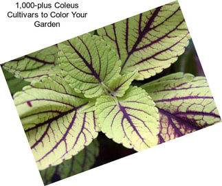 1,000-plus Coleus Cultivars to Color Your Garden