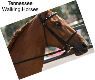 Tennessee Walking Horses