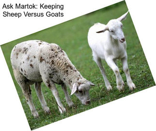 Ask Martok: Keeping Sheep Versus Goats