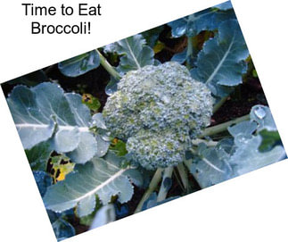 Time to Eat Broccoli!