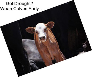 Got Drought? Wean Calves Early