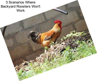 3 Scenarios Where Backyard Roosters Won\'t Work