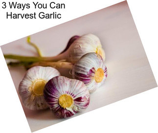 3 Ways You Can Harvest Garlic