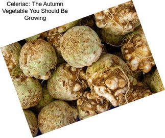 Celeriac: The Autumn Vegetable You Should Be Growing