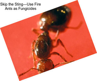 Skip the Sting—Use Fire Ants as Fungicides